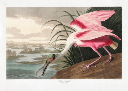 Picture of ROSEATE SPOONBILL FROM BIRDS OF AMERICA (1827)