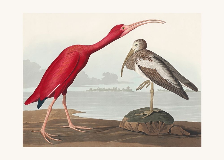 Picture of SCARLET IBIS FROM BIRDS OF AMERICA (1827)