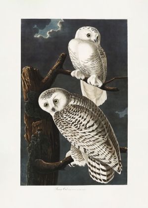 Picture of SNOWY OWL FROM BIRDS OF AMERICA (1827)