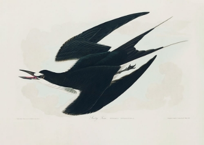 Picture of SOOTY TERN FROM BIRDS OF AMERICA (1827)