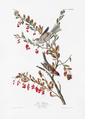 Picture of TREE SPARROW FROM BIRDS OF AMERICA (1827)