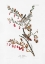 Picture of TREE SPARROW FROM BIRDS OF AMERICA (1827)