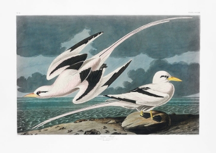 Picture of TROPIC BIRD FROM BIRDS OF AMERICA (1827)