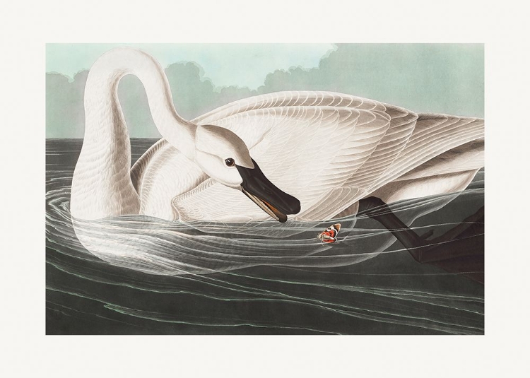 Picture of TRUMPETER SWAN FROM BIRDS OF AMERICA (1827)