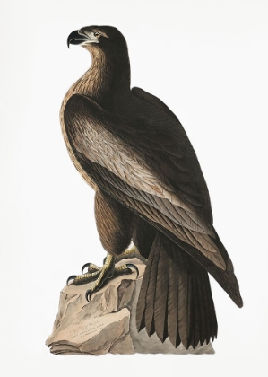 Picture of GREAT AMERICAN SEA EAGLE FROM BIRDS OF AMERICA (1827)