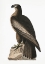 Picture of GREAT AMERICAN SEA EAGLE FROM BIRDS OF AMERICA (1827)