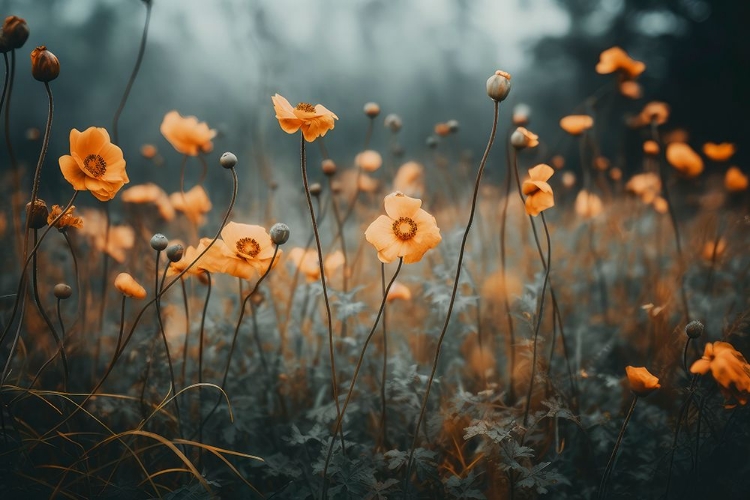 Picture of ORANGE POPPY