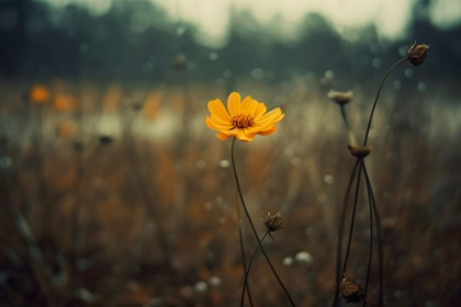 Picture of YELLOW FLOWER