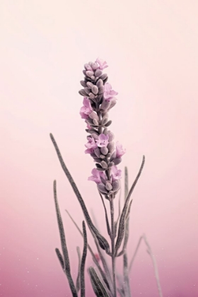 Picture of PASTEL LAVENDER