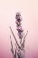 Picture of PASTEL LAVENDER