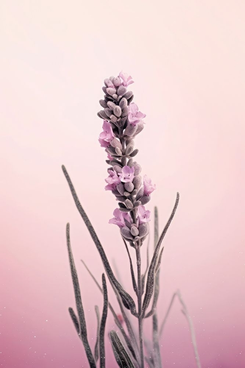 Picture of PASTEL LAVENDER