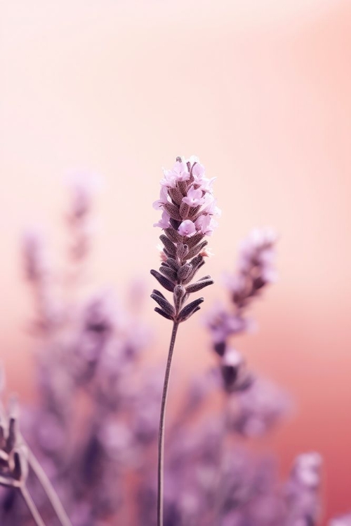 Picture of LAVENDER DETAIL