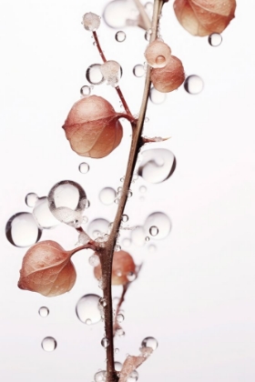 Picture of DROPS ON LEAF