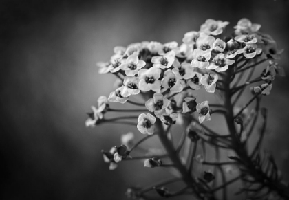 Picture of ALYSSUM FLOWERS