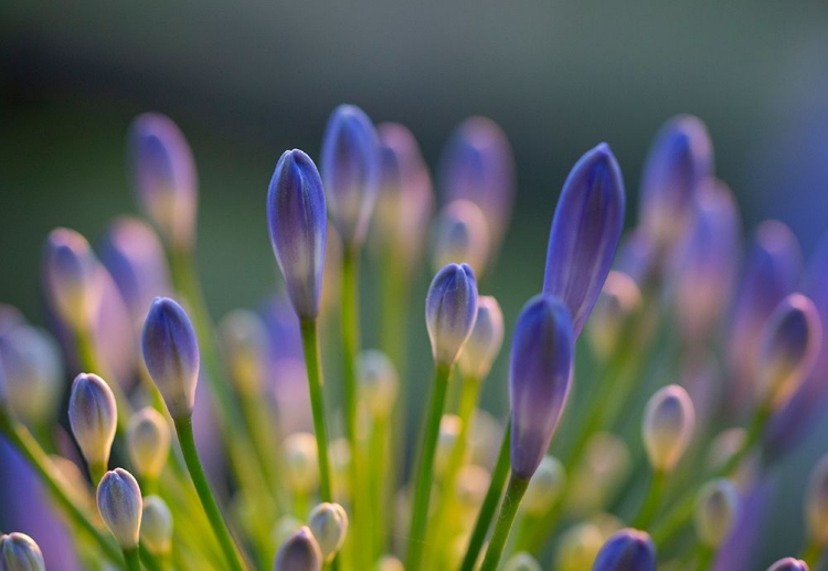 Picture of AGAPANTHUS CLOSEUP