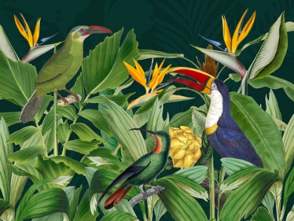 Picture of RAINFOREST BIRDS