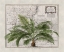 Picture of TROPICAL EMPIRE NO2