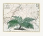 Picture of TROPICAL EMPIRE NO4
