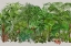 Picture of EXOTIC WILDLIFE 003
