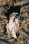 Picture of JUNGLE WITH COCKATOOS