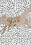 Picture of LEOPARD SLEEPING POLKADOTS