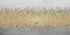 Picture of BALANCE GOLD V2