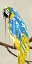 Picture of PARROT HOT DRIP 2