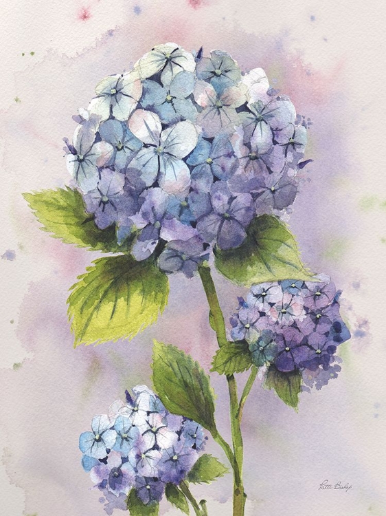 Picture of HYDRANGEA BLUE