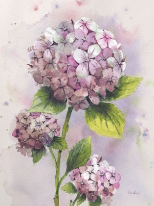 Picture of HYDRANGEA PINK