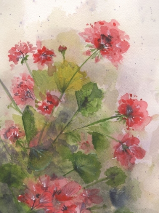 Picture of GERANIUMS 3