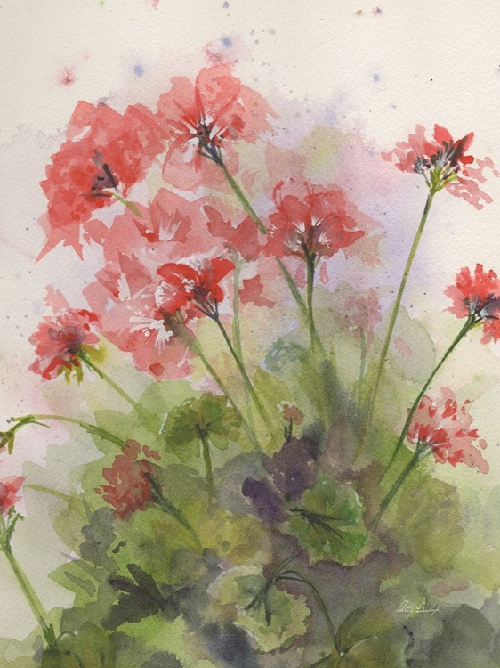 Picture of GERANIUMS 4