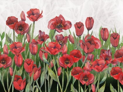 Picture of RED TULIP FIELD