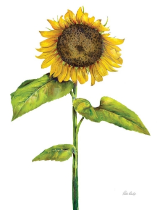 Picture of SUNFLOWER 1