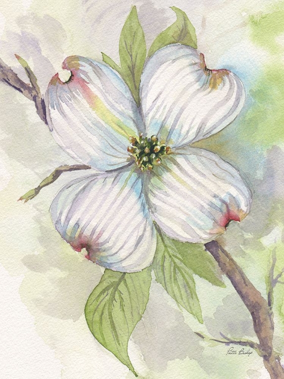 Picture of DOGWOOD