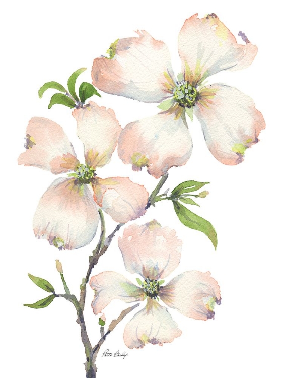 Picture of DOGWOOD BUNCH