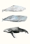 Picture of WHALE GROUPING 1