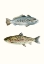 Picture of FISH GROUPING 1