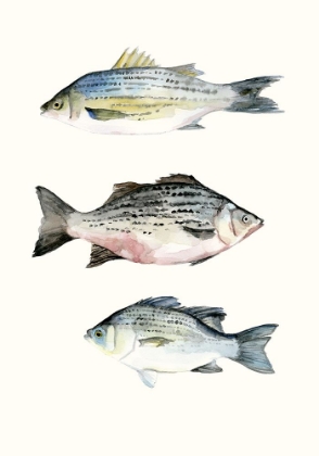Picture of FISH GROUPING 2