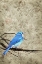 Picture of BLUE BIRD
