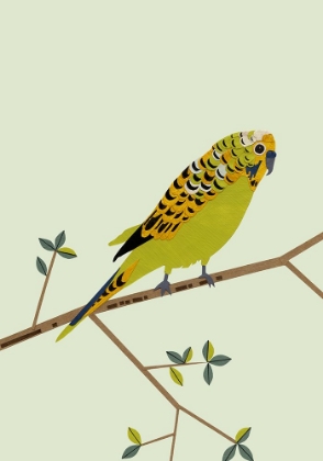 Picture of PARAKEET
