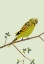 Picture of PARAKEET