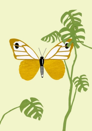 Picture of BUTTERFLY