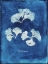 Picture of NATURAL FORMS BLUE 4