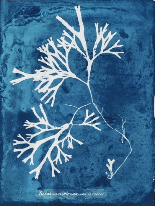 Picture of NATURAL FORMS BLUE 8