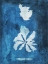 Picture of NATURAL FORMS BLUE 9