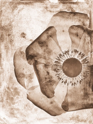 Picture of SEPIA FLOWER INVERSIONS 1