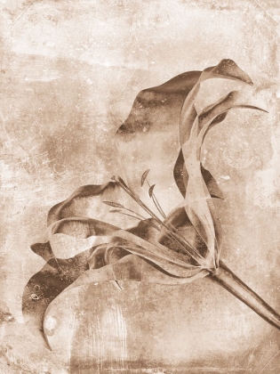 Picture of SEPIA FLOWER INVERSIONS 3