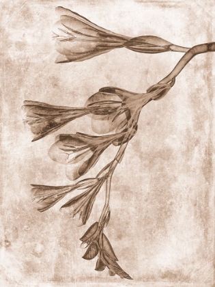 Picture of SEPIA FLOWER INVERSIONS 4
