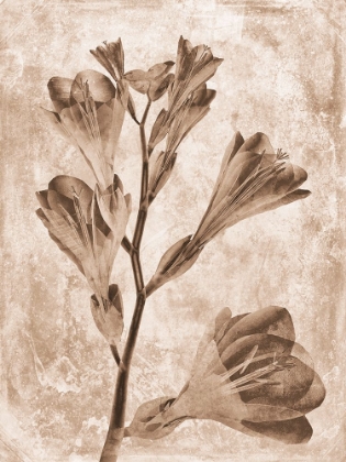 Picture of SEPIA FLOWER INVERSIONS 5