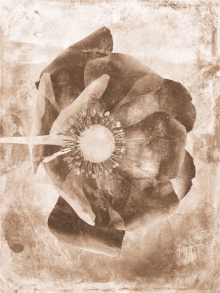Picture of SEPIA FLOWER INVERSIONS 6